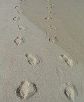 Photo - footprints